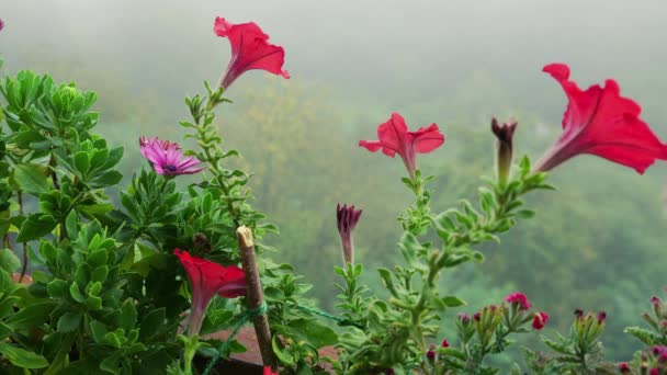 Petunya Osteospermum Çiçekleri Sabah Sisi Yeşil Ormanın Arka Planına Karşı — Stok video