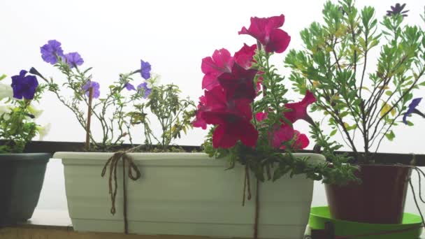 Erkély Dobozok Rózsaszín Lila Fehér Petúnia Osteospermum Virágok Hátterében Reggeli — Stock videók