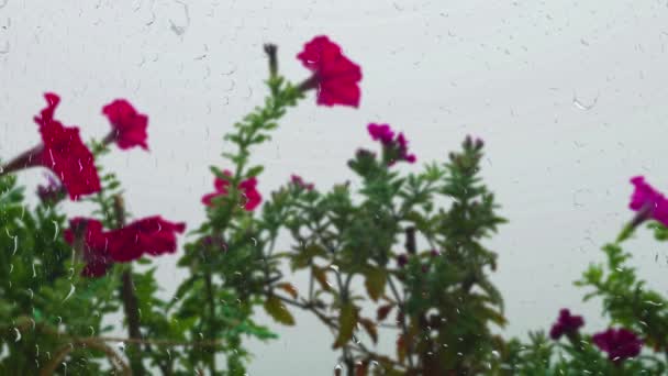 Petúnia Virágok Reggeli Köd Hátterében Esőcseppeken Keresztül Ablakon Eső Ablakon — Stock videók