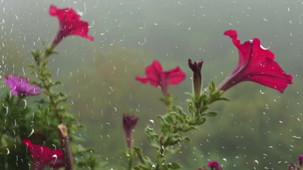 Petunya Çiçekleri Sabah Sisinin Yeşil Ormanın Arka Planında Penceredeki Yağmur — Stok video