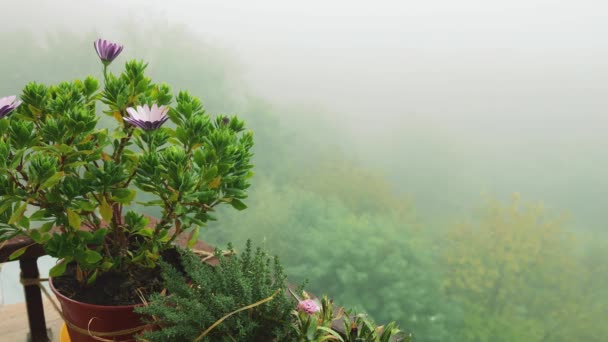 在晨雾和绿林的背景下 雌雄同株的花 — 图库视频影像