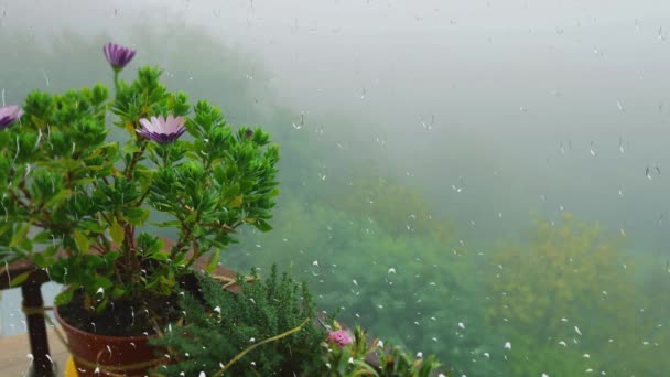 在晨雾和绿色森林的背景下 透过窗户上的雨滴 牡蛎妈妈绽放着花朵 窗外有雨 玻璃杯上有水滴 — 图库视频影像
