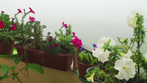 Μπαλκόνι Ροζ Μοβ Και Λευκά Λουλούδια Της Πετούνιας Στο Φόντο — Αρχείο Βίντεο