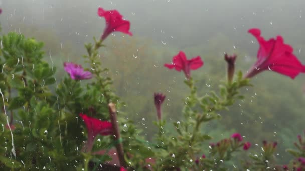 Петуния Цветет Фоне Утреннего Тумана Зеленого Леса Через Капли Дождя — стоковое видео