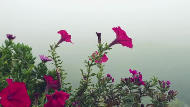 Petúnia Flores Contra Fundo Nevoeiro Manhã — Vídeo de Stock