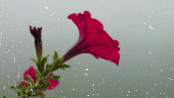 Petunia Flores Sobre Fondo Niebla Mañana Través Gotas Lluvia Ventana — Vídeos de Stock