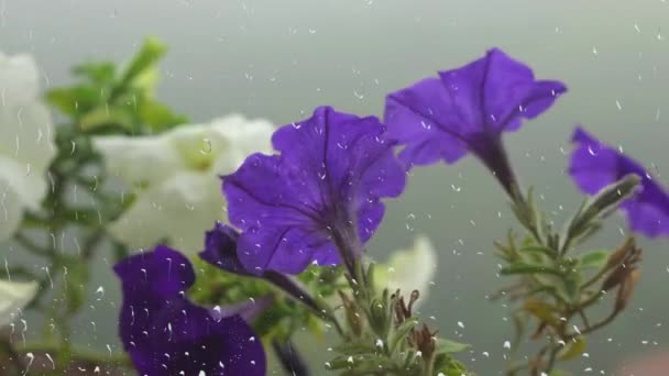 Petunya Çiçekleri Penceredeki Yağmur Damlalarının Arasından Sabah Sisinin Arka Planına — Stok video