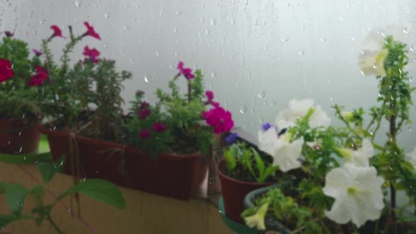 在晨雾的背景下 透过窗户上的雨滴 有粉色 紫色和白色的牡丹花的圆筒盒 窗外有雨 玻璃杯上有水滴 — 图库视频影像
