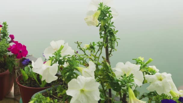 Balkónové Boxy Růžovými Fialovými Bílými Květy Petunie Pozadí Ranní Mlhy — Stock video