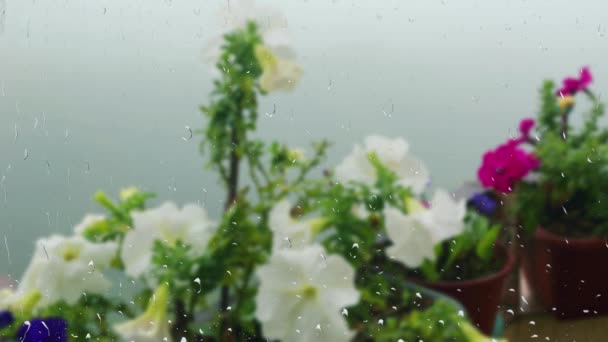 ペチュニアの花は 窓の雨滴を通して朝霧の背景に対して花を咲かせます 窓の外の雨とガラスの水滴 — ストック動画