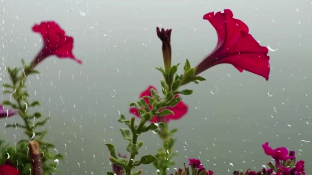 Petunia Flores Sobre Fondo Niebla Mañana Través Gotas Lluvia Ventana — Vídeos de Stock