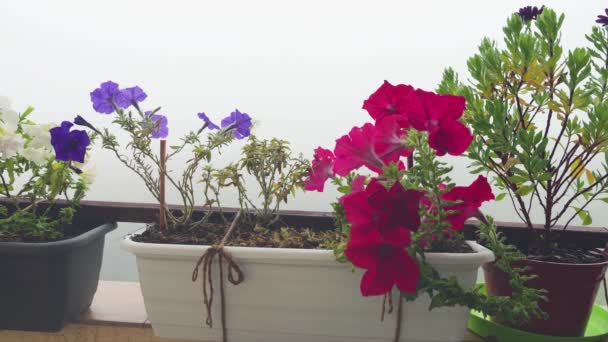 Cajas Balcón Con Petunia Rosa Púrpura Blanca Flores Osteospermum Sobre — Vídeo de stock