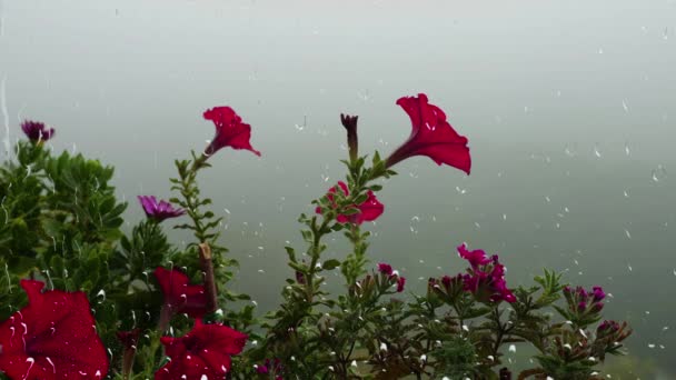 Petunia Blommor Mot Bakgrund Morgondimma Genom Regndroppar Fönstret Regn Utanför — Stockvideo