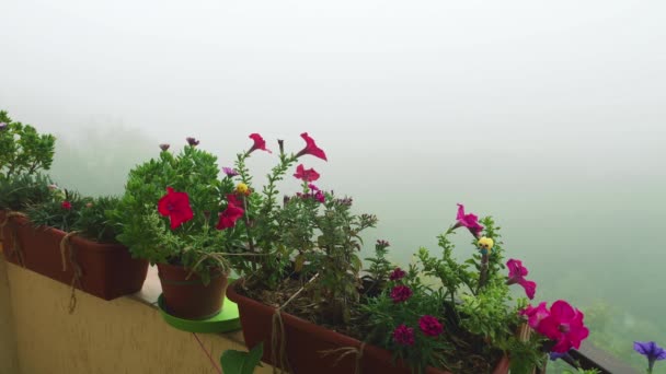 Cajas Balcón Con Flores Petunia Rosa Púrpura Sobre Fondo Niebla — Vídeo de stock
