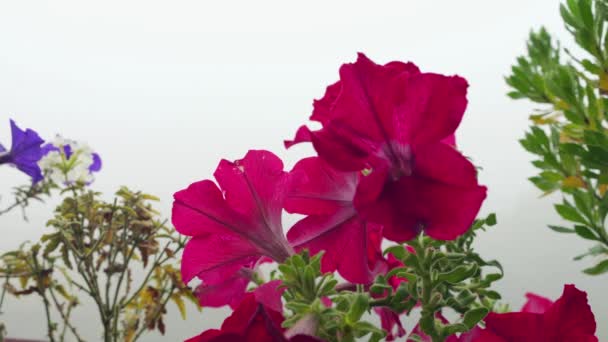 Petunia Blommor Mot Bakgrund Morgondimma — Stockvideo