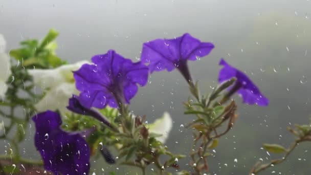 Petunia Blomster Baggrund Morgen Tåge Grøn Skov Gennem Regndråber Vinduet – Stock-video