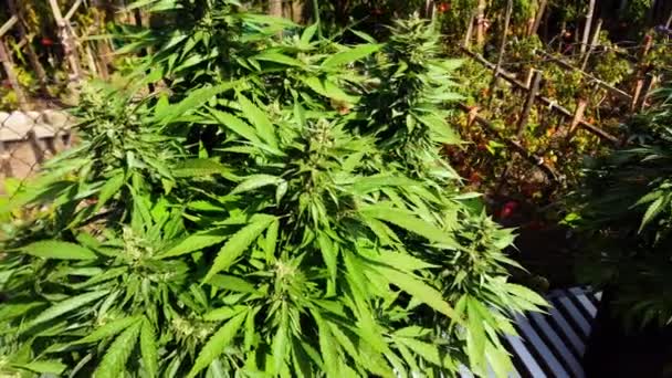 Marijuana Plant Bush Courtyard House Sun — Stock Video