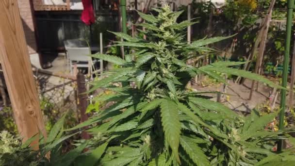 Marijuana Pianta Cespuglio Nel Cortile Una Casa Sole — Video Stock