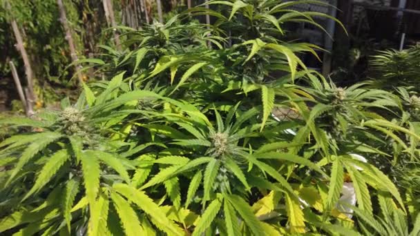 Marihuana Plant Bush Binnenplaats Van Een Huis Zon — Stockvideo