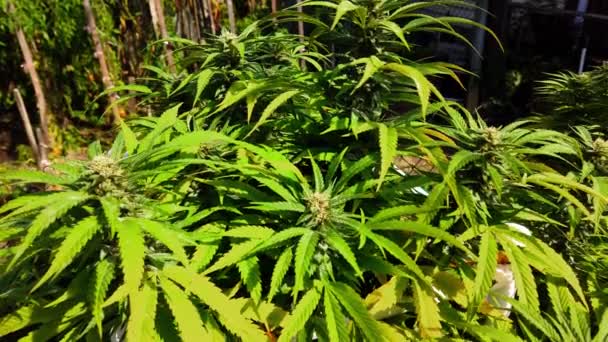 大麻植物灌木在阳光下的房子的院子里 — 图库视频影像