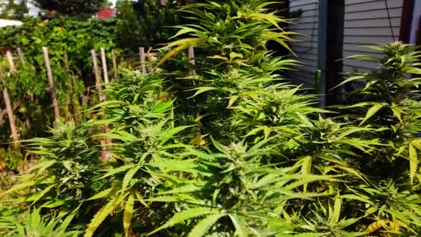 Plante Marijuana Buisson Dans Cour Une Maison Soleil — Video