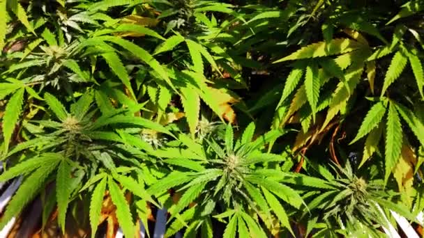 Marijuana Pianta Cespuglio Nel Cortile Una Casa Sole — Video Stock