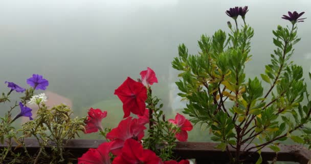 Balcony Boxs Pink Purple Petunia Osteospermum Flowers Background Morning Fog — Stock Video