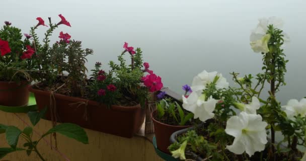 Caixas Varanda Com Flores Petúnia Rosa Roxo Branco Fundo Névoa — Vídeo de Stock