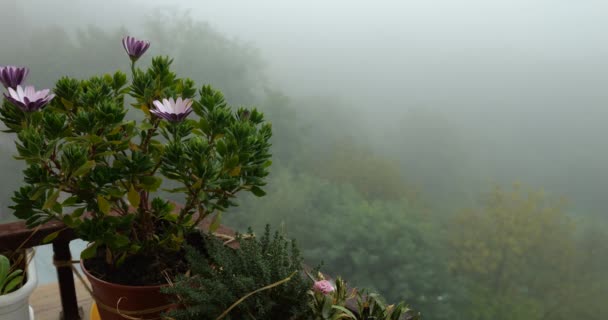 在晨雾和绿林的背景下 雌雄同株的花 — 图库视频影像