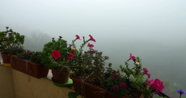 Varanda Caixas Com Flores Rosa Petúnia Osteospermum Contra Fundo Nevoeiro — Vídeo de Stock