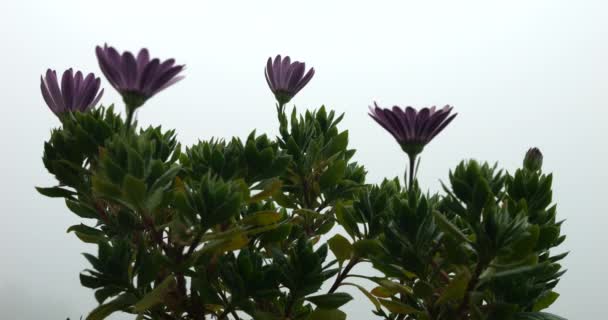 Osteospermum Fleurs Sur Fond Brouillard Matinal — Video