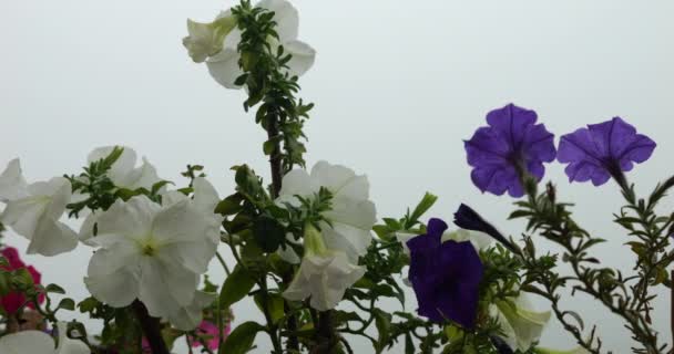Petunia Flores Sobre Fondo Niebla Mañana — Vídeos de Stock