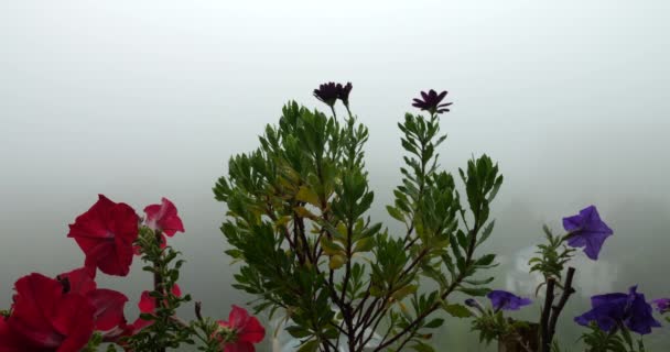 Petunia Osteospermum Цветы Фоне Утреннего Тумана Зеленого Леса — стоковое видео