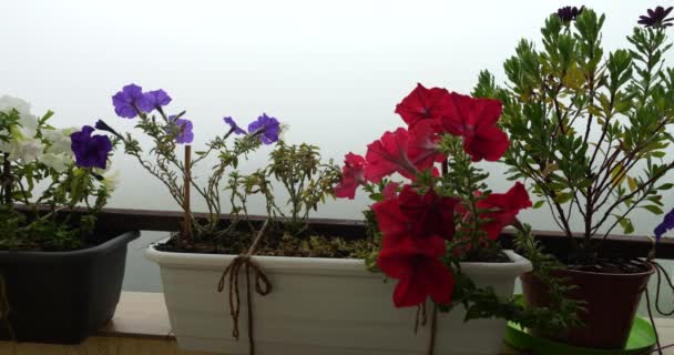 朝霧の背景に対するピンク 白のペチュニアとオステスパーマンの花のバルコニーボックス — ストック動画