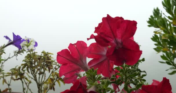 Petunia Flores Sobre Fondo Niebla Mañana — Vídeos de Stock