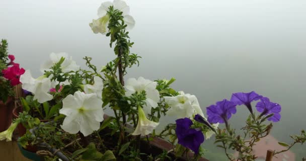 Petúnie Květiny Pozadí Ranní Mlhy — Stock video