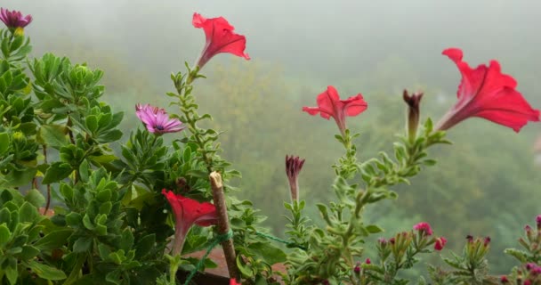 Petunia Osteospermum Fiori Sullo Sfondo Nebbia Mattutina Foresta Verde — Video Stock