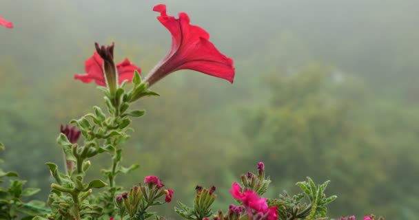 Petunia Flores Sobre Fondo Niebla Mañana Bosque Verde — Vídeos de Stock