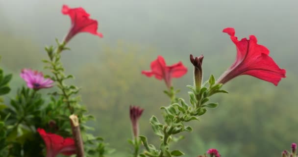 Πετούνια Λουλούδια Στο Φόντο Της Πρωινής Ομίχλης Και Πράσινο Δάσος — Αρχείο Βίντεο