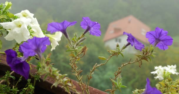 Fleurs Pétunia Sur Fond Brouillard Matinal Forêt Verte — Video