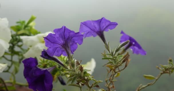Petunia Flores Sobre Fondo Niebla Mañana — Vídeo de stock