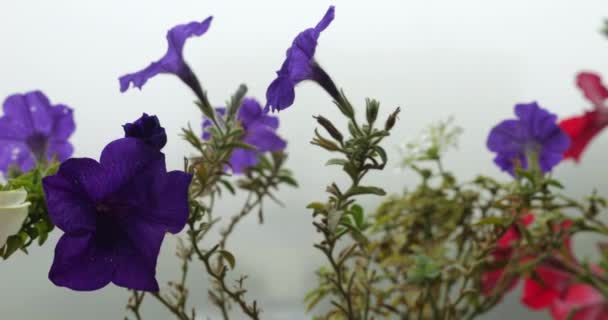 Πετούνια Λουλούδια Στο Φόντο Της Πρωινής Ομίχλης — Αρχείο Βίντεο