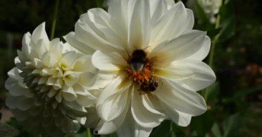 Bir yaban arısı ve bir arı, sonbahar bahçesindeki büyük beyaz bir yıldız çiçeğinden nektar ve polen toplar.