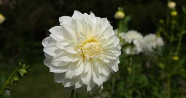 Sonbahar bahçesinde çiçek açan bir çiçek tarlasının arka planında duran büyük beyaz bir yıldız çiçeği..