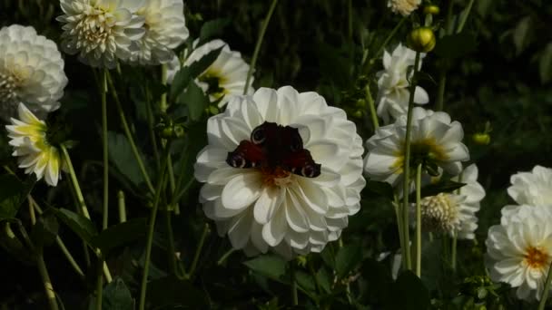 Aglais Pavão Europeu Borboleta Pavão Uma Grande Flor Dália Branca — Vídeo de Stock