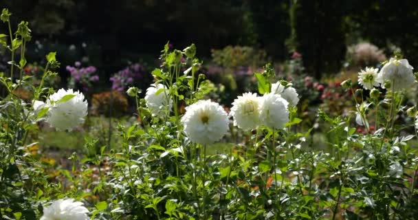 Bahçedeki Çiçek Ağaçların Arka Planında Büyük Beyaz Yıldız Çiçekleri — Stok video