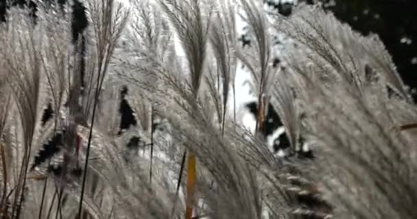 Miscanthus Sacchariflorus Amur Silvergrass Una Hierba Nativa Del Noreste Templado — Vídeos de Stock