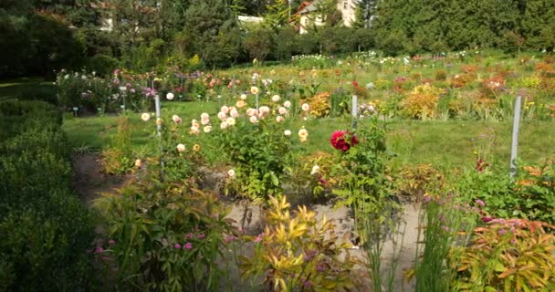 잔디와 침대가있는 정원에서 깨끗한 다밀리아 Limonium Sinuatum을 포함한 다양한 — 비디오