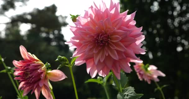 Μεγάλα Ροζ Λουλούδια Ντάλια Φόντο Δέντρων Στον Κήπο — Αρχείο Βίντεο