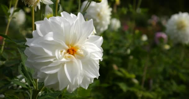 Grande Fiore Bianco Dalia Sullo Sfondo Una Aiuola Fiorita Nel — Video Stock